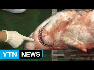 "서해는 식인상어 출산장"...피서철 '위험 주의보' / YTN (Yes! Top News)