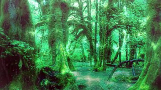 ASMR Binaural Rainforest Sounds, a Hike Through The Washington State Forest