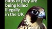 People who illegally kill birds of prey are getting away with it