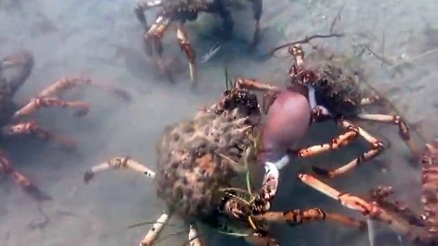 Des centaines de crabes s'en prennent à un pauvre calamar... Mis en pièce en quelques secondes