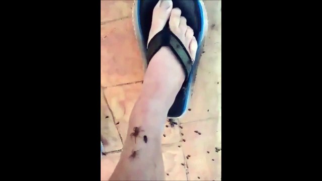 Toutes ces araignées grimpent sur cet homme à cause d'une inondation