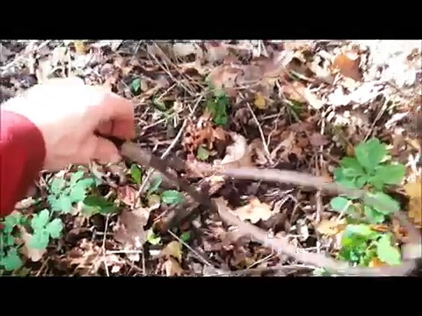 ⁣Attacked By Hornets STING STING STING!!! (76)