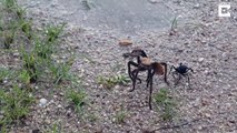 Battle of the creepy crawlies – Wasp attacks giant tarantula
