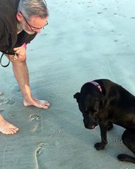 Guilty dog can't make eye contact after he ran off