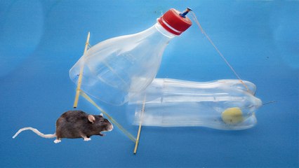 Mouse Rat Trap With Bottle New Fun Life Hack
