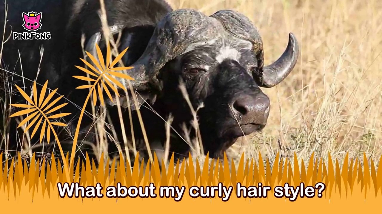 Follow Me Buffalo _ Buffalo _ Animal Songs _ Pinkfong Songs for Children-dOYmnKj4SJE
