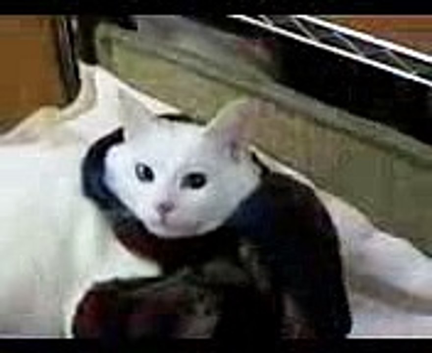 ★みかんと言う名のボブのマネをした猫