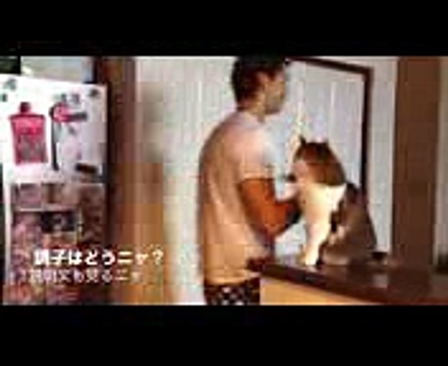 【ネコ】調子はどうニャ！？クールなハイタッチ集