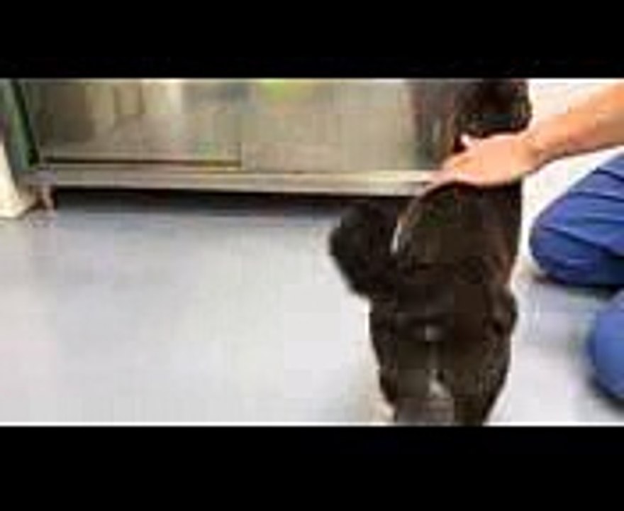猫におまわりとハイタッチを教えている最中