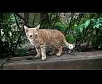 ⑧東池袋中央公園 美女ｺｽﾌﾟﾚｲﾔｰ大好き A Street Cat Named Bob× 茶ﾄﾗ猫ハルvsインナミin Japan ｻﾝｼｬｲﾝ公園池袋天然猫カフェ