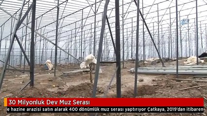 30 Milyonluk Dev Muz Serası