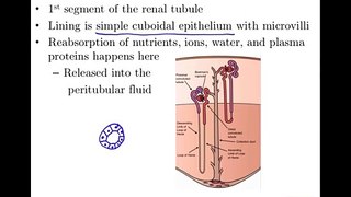 Anatomy and Physiology of Urinary System