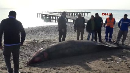 Antalya Kemer'de Sahile Balina Leşi Vurdu