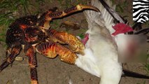 Coconut crab goes hunting - TomoNews