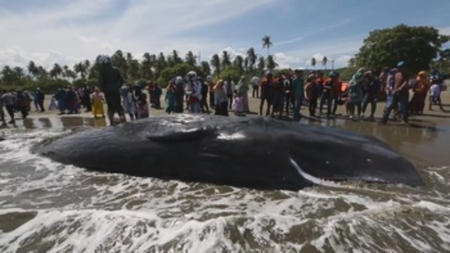 Rescatan seis cachalotes varados en Indonesia pero mueren otros cuatro
