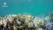 Coral Reef Bleaching- How Climate Change Threatens Marine Ecosystems
