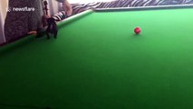Cute overload! Pug puppy pots snooker ball