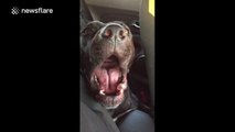 Dog sings Hello by Adele