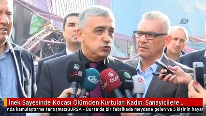 İnek Sayesinde Kocası Ölümden Kurtulan Kadın, Sanayicilere Tepki Gösterdi