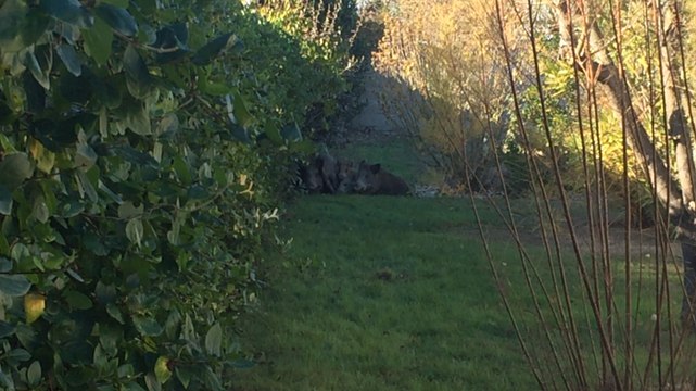 Neuf sangliers dans le jardin d'un particulier