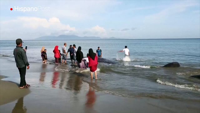 Rescatan a cachalotes varados en la isla de Sumatra