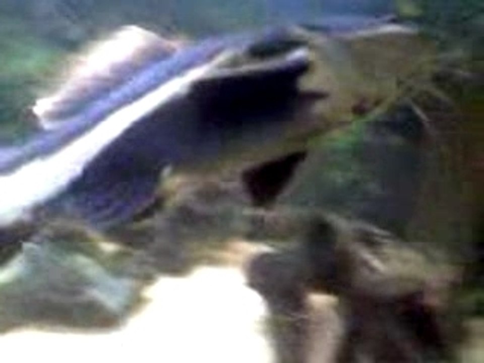 Phractocephalus