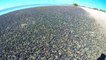Des Millions d'escargots de mer envahissent une plage !
