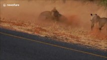 Un phacochère terrassé par 3 lionnes affamées dans cette réserve africaine !