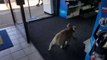 Trop mignon ce Koala se perd dans un magasin d'électronique en Australie !