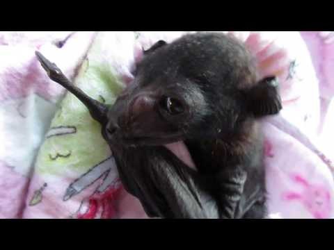 Newborn Baby Bat is Rescued and Cared For