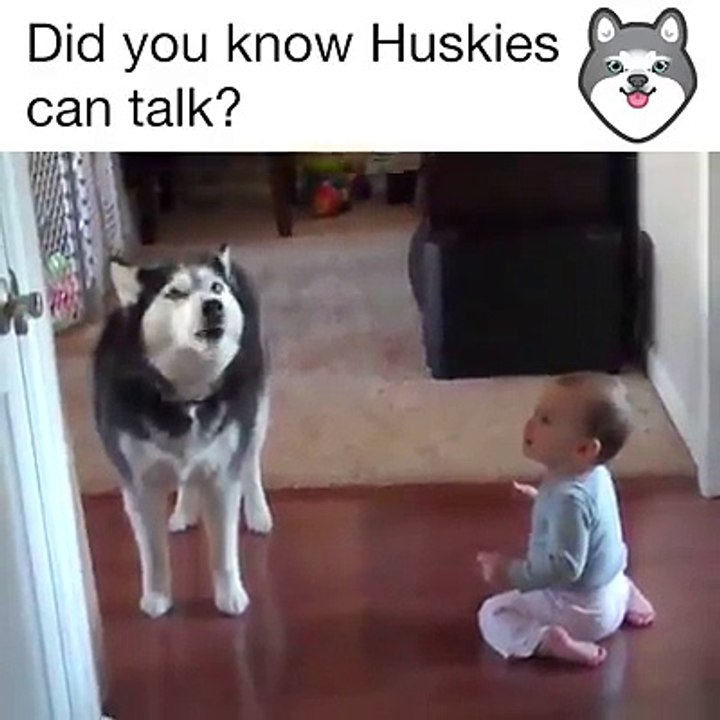 Huskies can talk