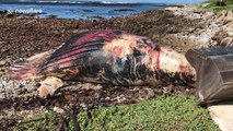 Raw footage of a washed-up dead humpback whale