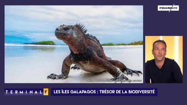 Aux Galapagos, les iguanes marins sont rois