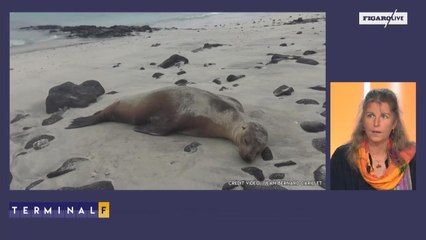 Les tourisme aux Galapagos : une activité très réglementée