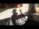Cockatoo Misinterprets Her Own Shadow as Another Cockatoo