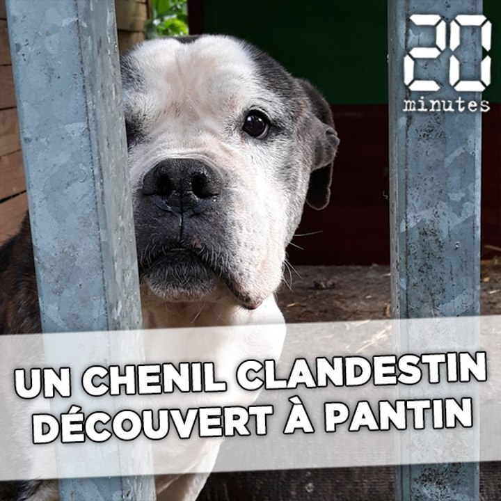 Renard, chiens affamés, cadavres d'animaux... Un chenil clandestin découvert à Pantin