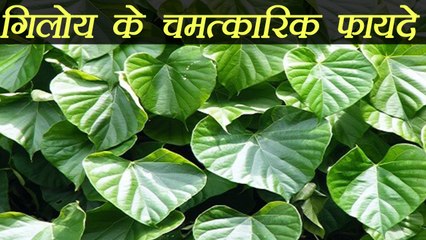 Giloy, गिलोय Health Benefits | गिलोय के अनगिनत चमत्कारी फायदे | Boldsky