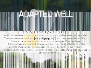 5 reason why ants rule the world.