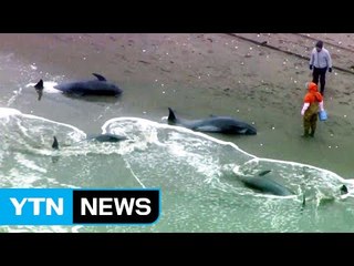 동물의 이상행동, 지진 예측 가능할까? / YTN (Yes! Top News)