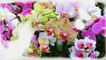 Orchidaceae  -   Flowering Plants,