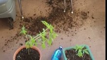 Gatos comem planta da dona