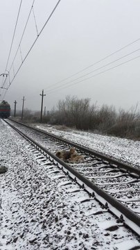Voz je prešao preko njih, a psi se nisu mrdali ni milimetra. Kad vidite zašto, srce će vam pući!