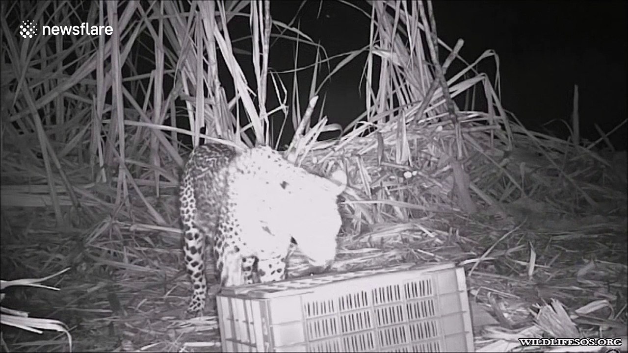 Three leopard cubs reunited with missing mother in heartwarming video