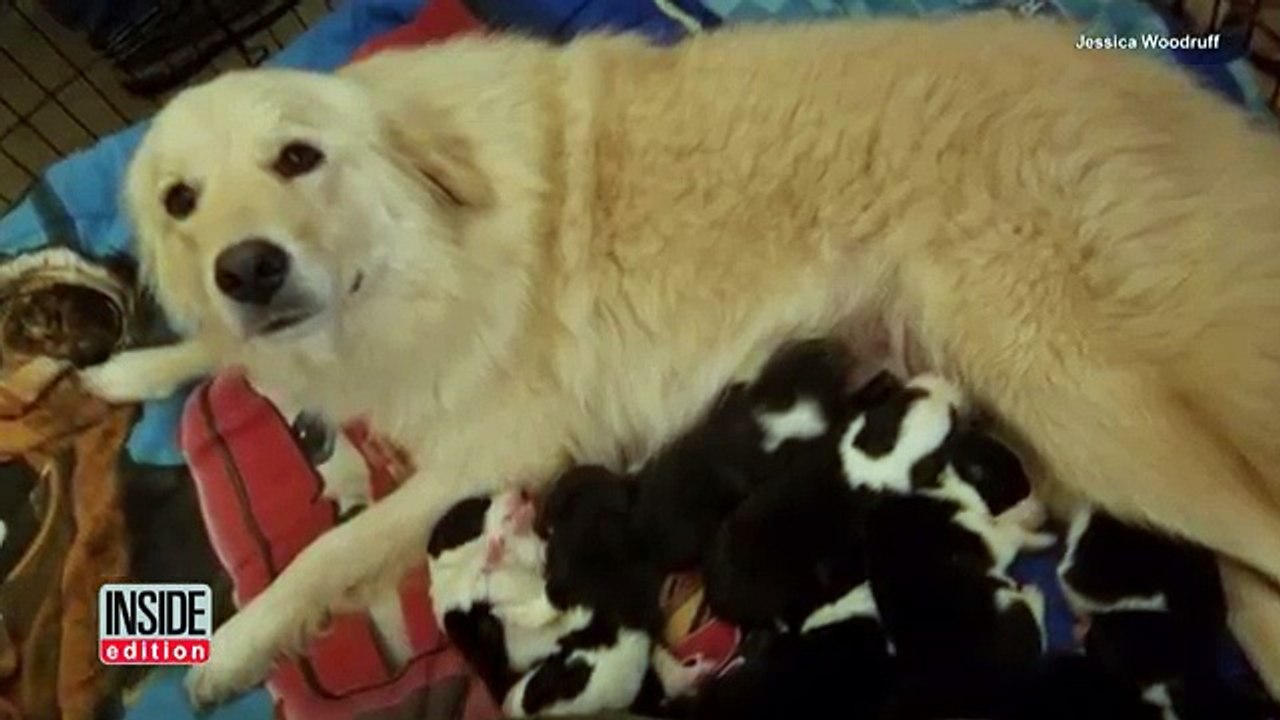 Izgubila je svoje mlade u požaru, a kada su joj doveli ove siročiće, nije mogla sakriti sreću