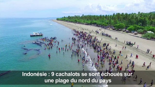 Indonésie: quatre grands cachalots morts échoués sur une plage