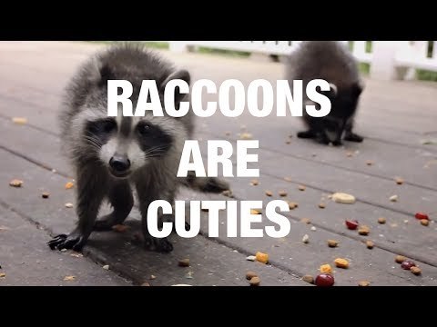 Raccoons Being Their Adorable Selves