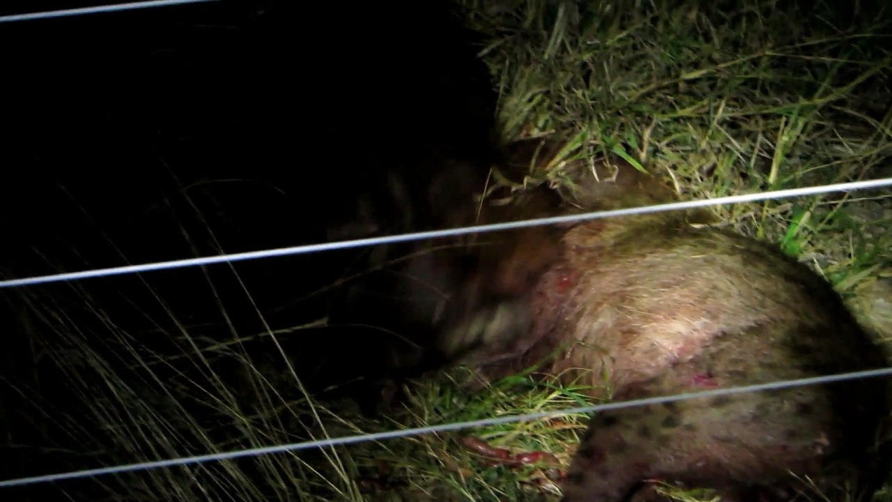 2 Hyenas Brutally Attack Another Hyena - Latest Sightings Pty Ltd