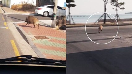 포항서 해안도로 내달리다 바다에 뛰어든 멧돼지 / YTN