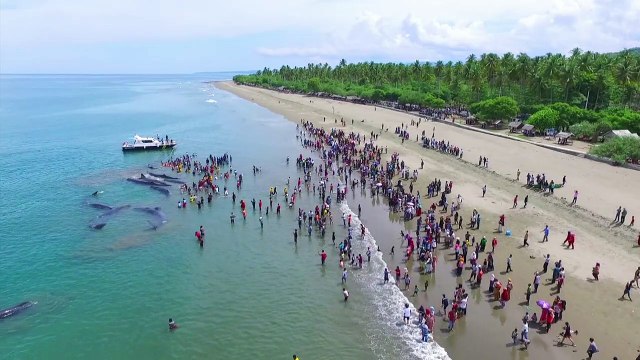 Cuatro cachalotes murieron en playa de Indonesia, liberan cinco