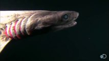 Un requin préhistorique à 300 dents découvert au Portugal